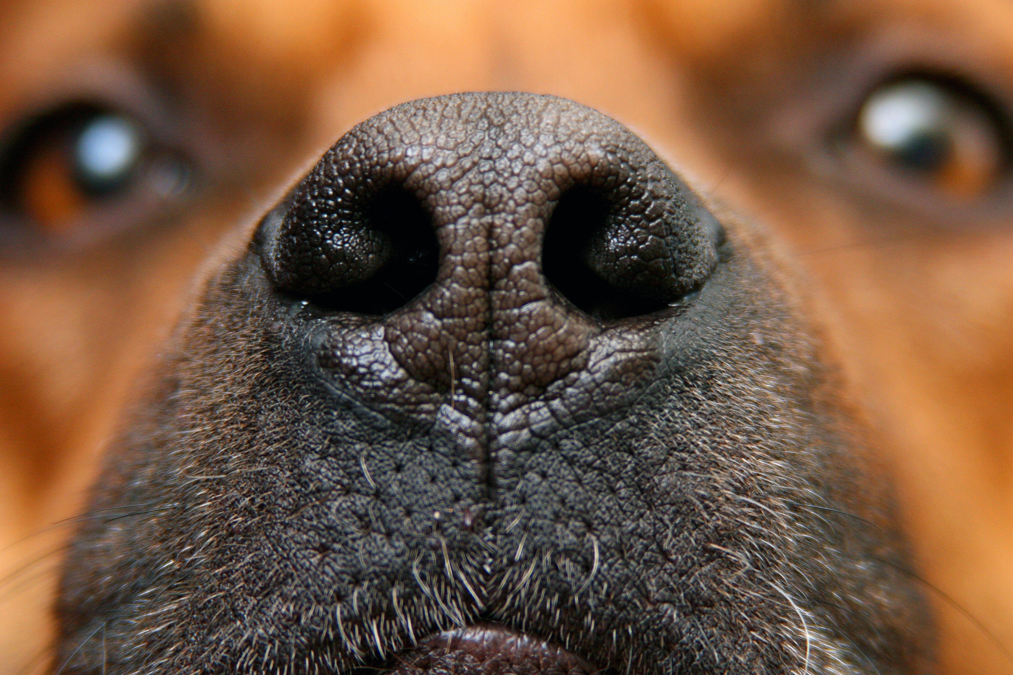 6 Common Reasons Your Dog Keeps Sneezing