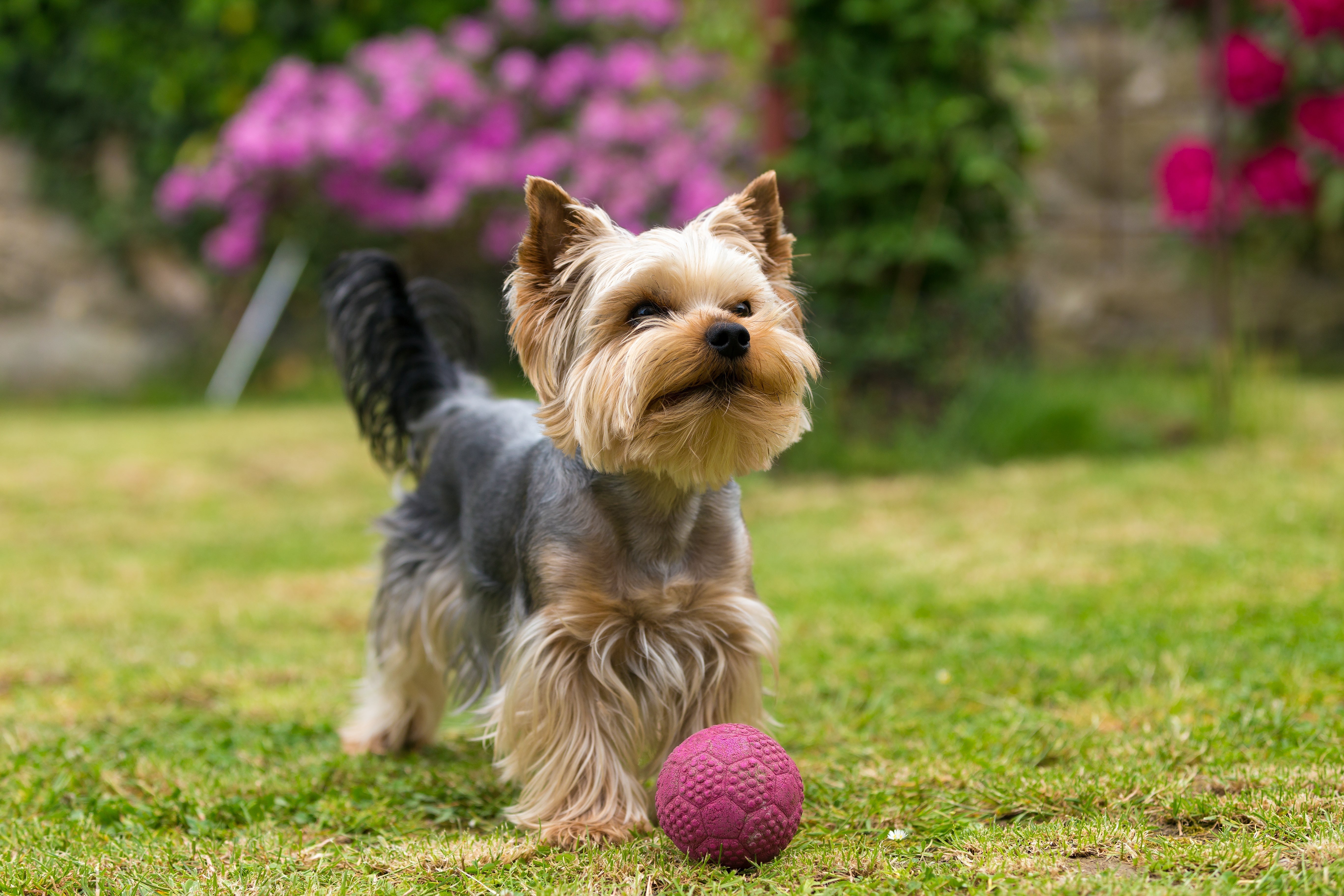What Are Teacup Dogs?