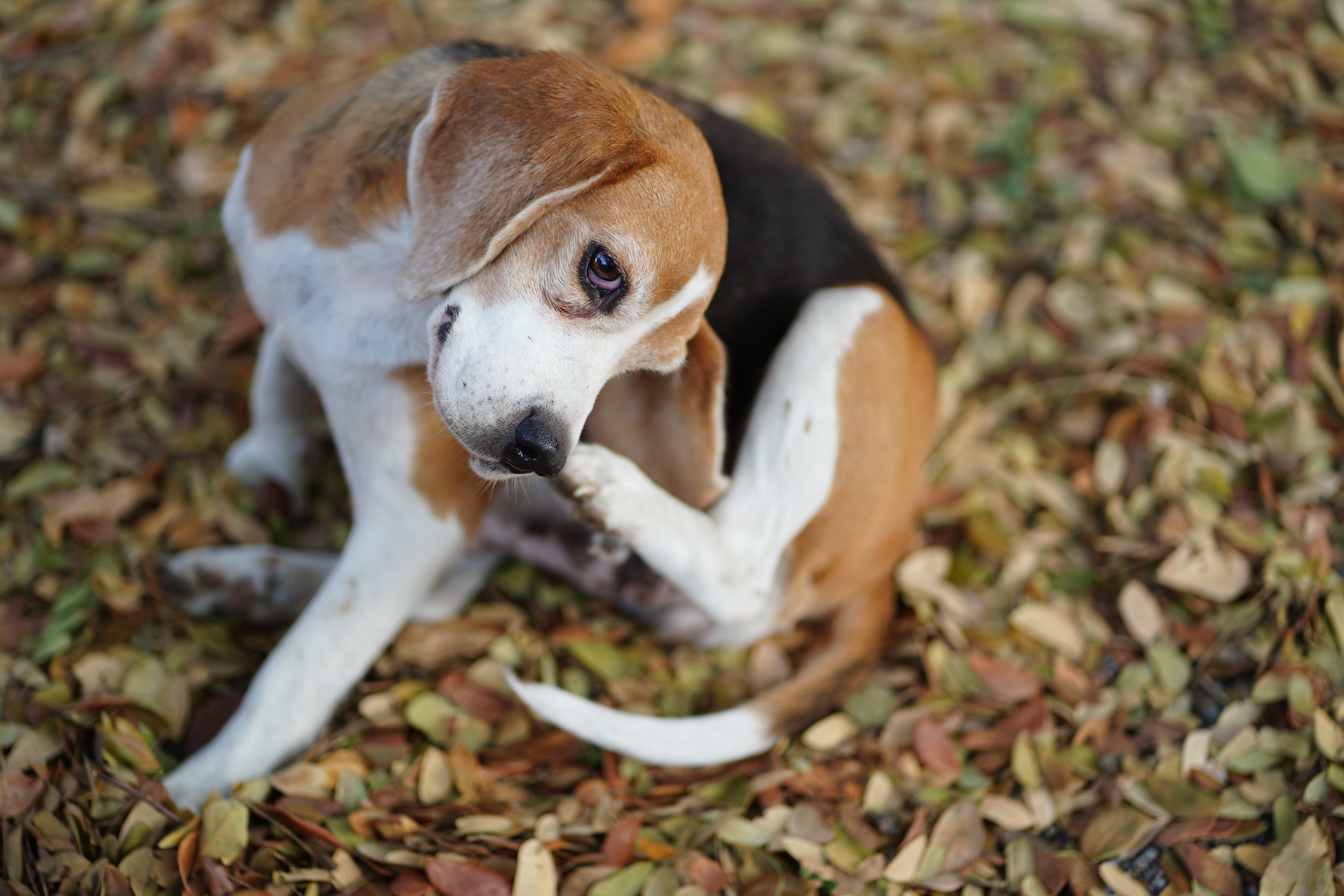 How to Help a Dog That Won’t Stop Scratching
