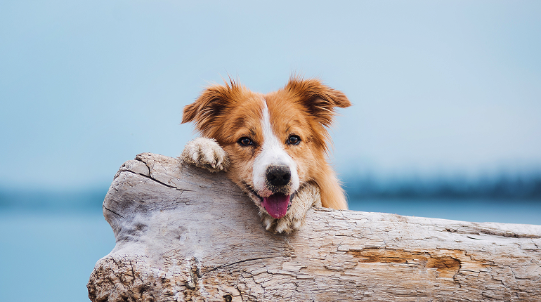 Unlocking Your Pet’s Health Potential: Why Syrup Supplements Are a Game-Changer