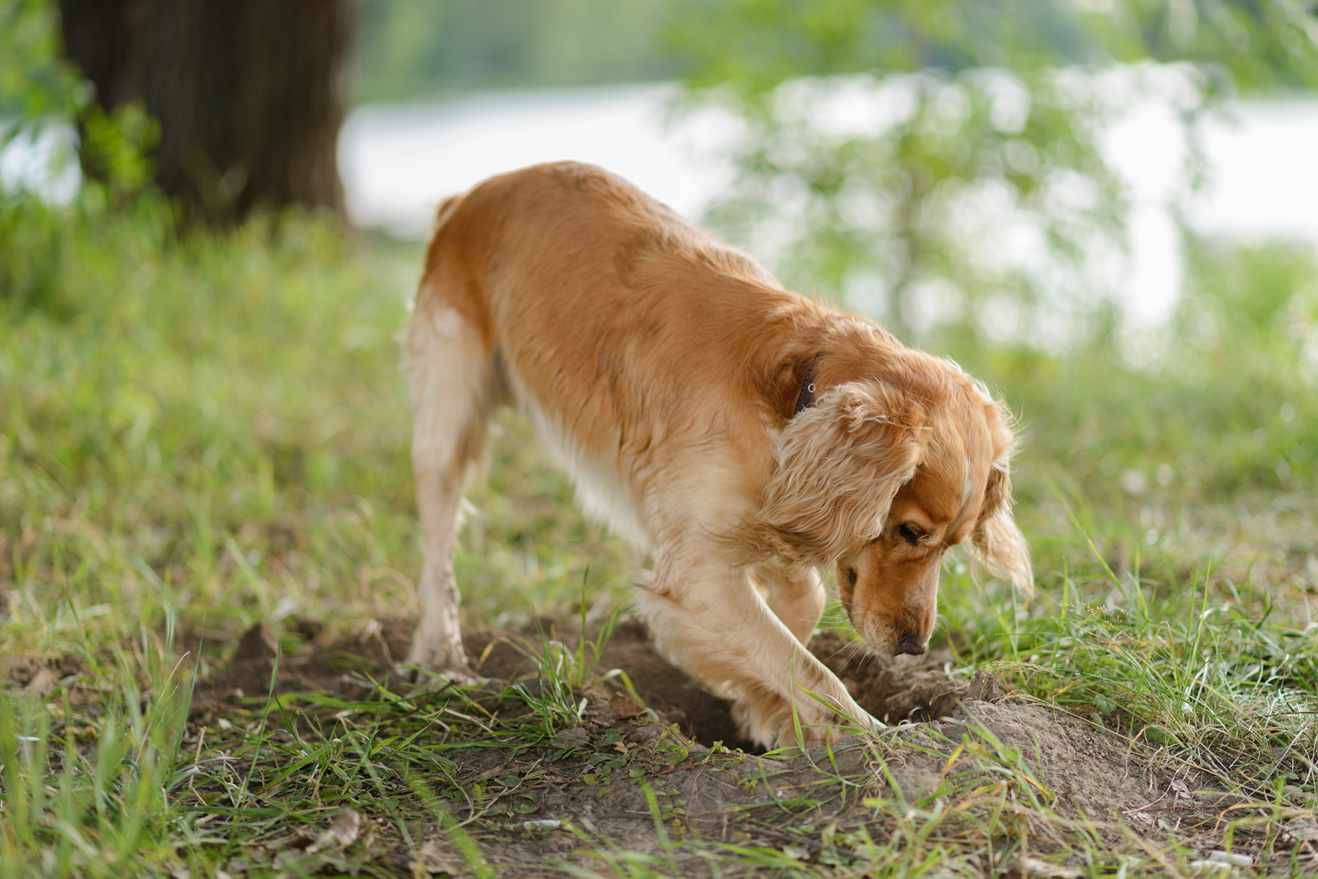 Why Do Dogs Dig?