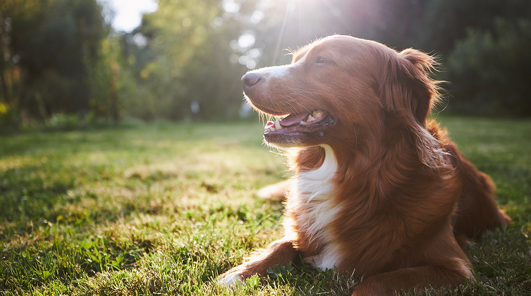 The WellPaws Brand Story: Nurturing Health and Happiness for Your Furry Friends