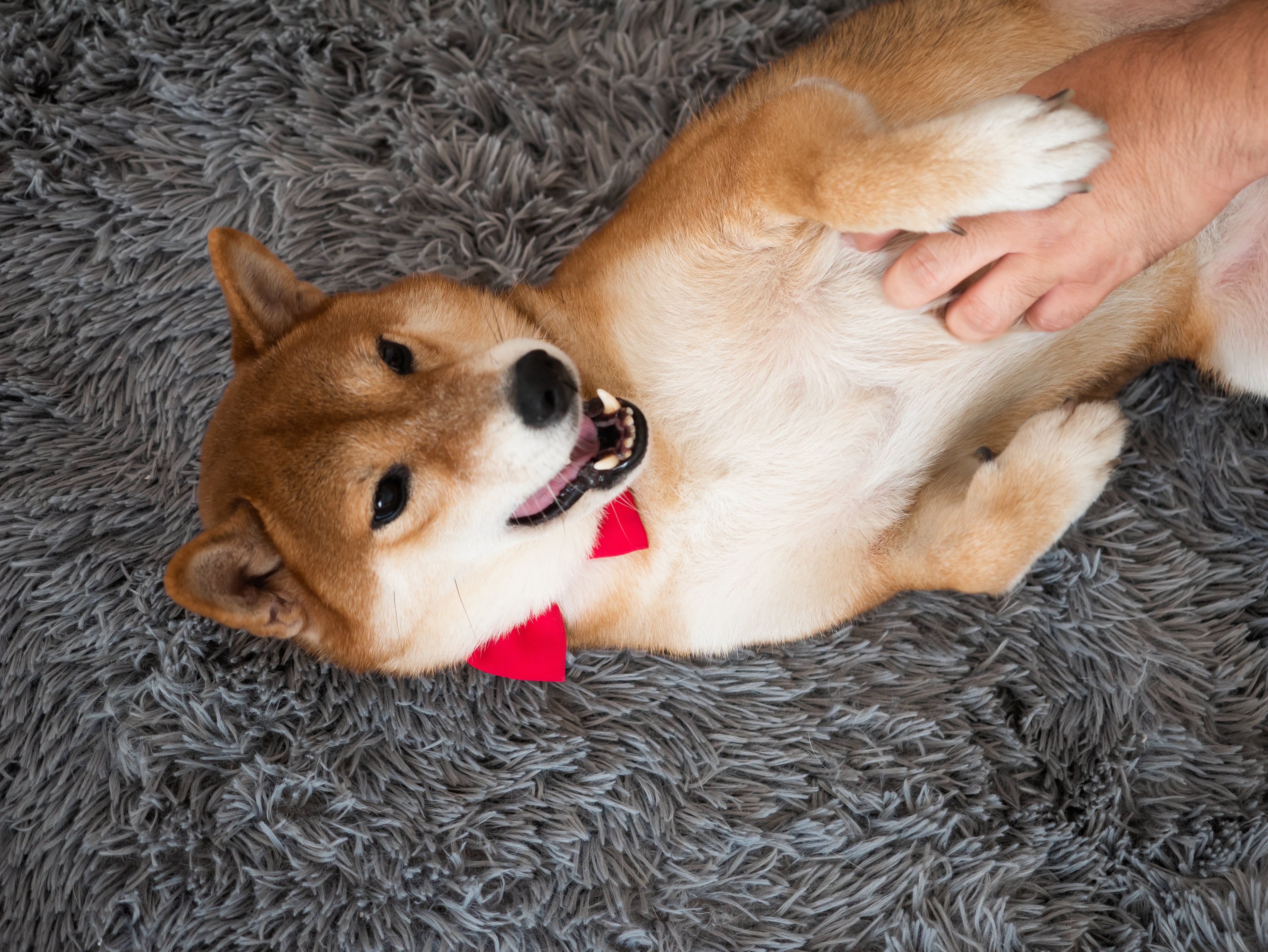 Are Dogs Ticklish?