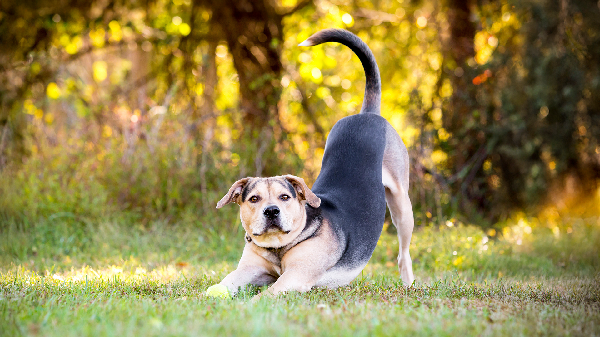 How to read your dog’s tail: The secret language of dogs